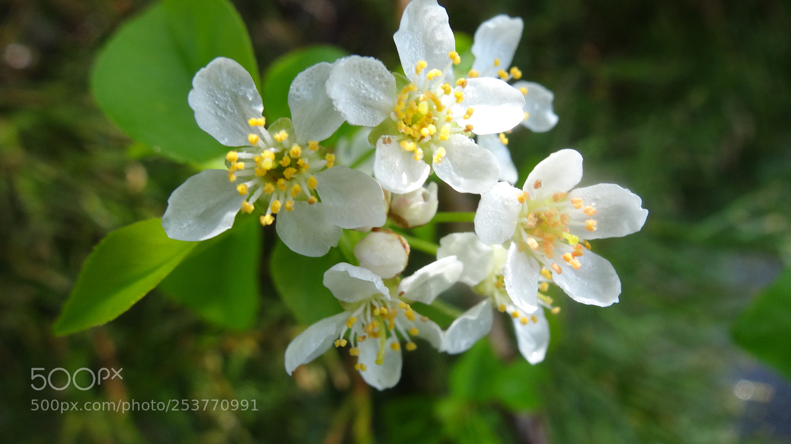 Sony Cyber-shot DSC-HX20V sample photo. Spring photography