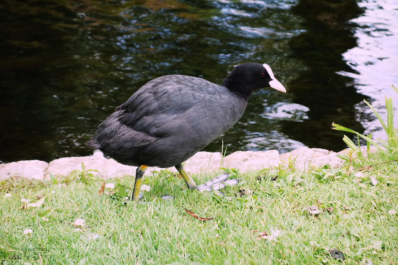 Sony Cyber-shot DSC-RX100 sample photo. The regent's park, london photography