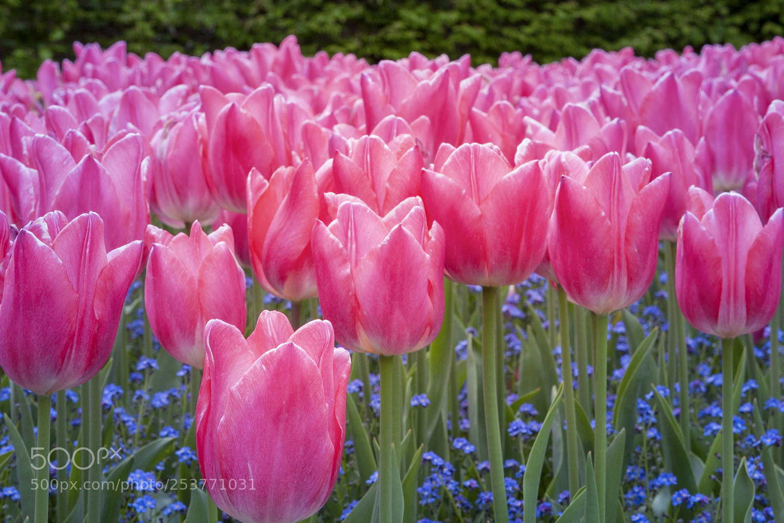 Canon EOS 5D Mark II sample photo. A few tulips photography