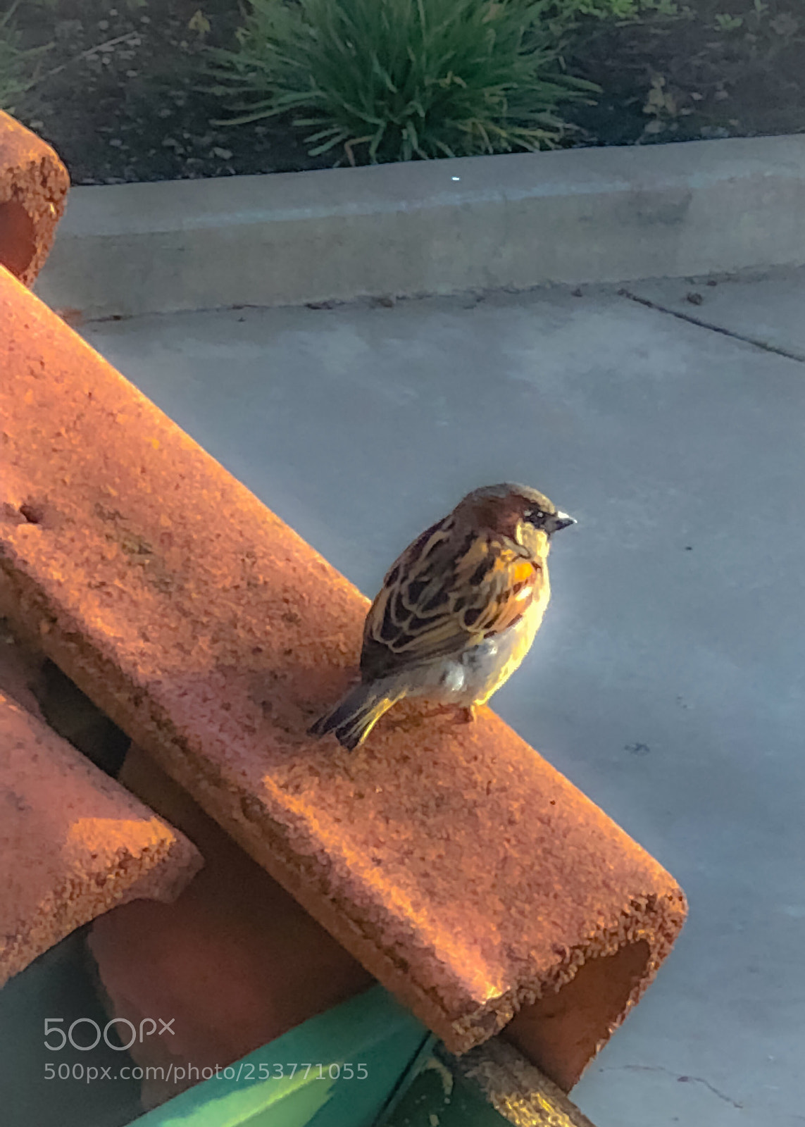 Apple iPhone 8 Plus sample photo. Early bird photography