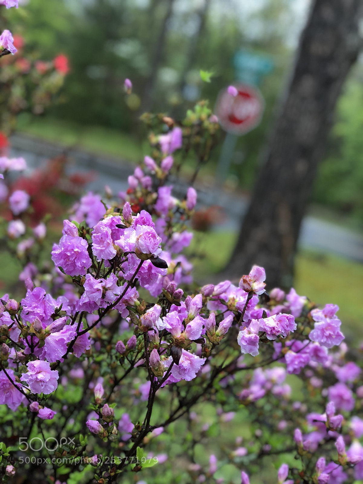 Apple iPhone 8 Plus sample photo. Flowers :) photography