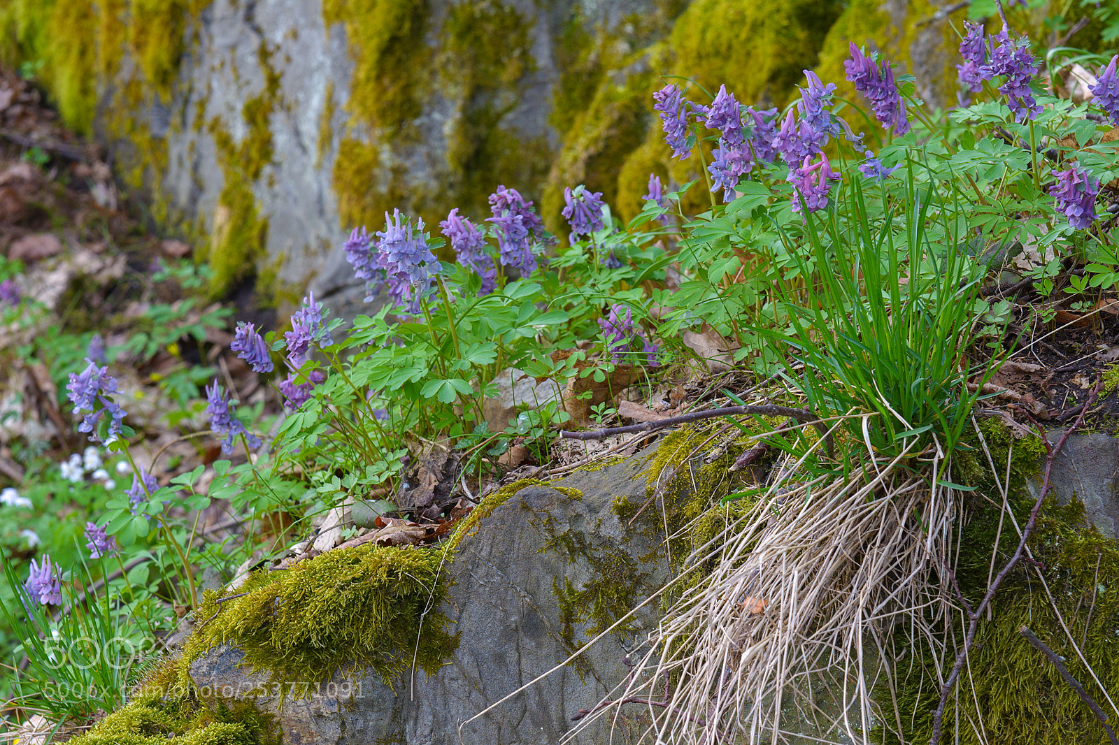 Nikon D7100 sample photo. Spring flowers photography
