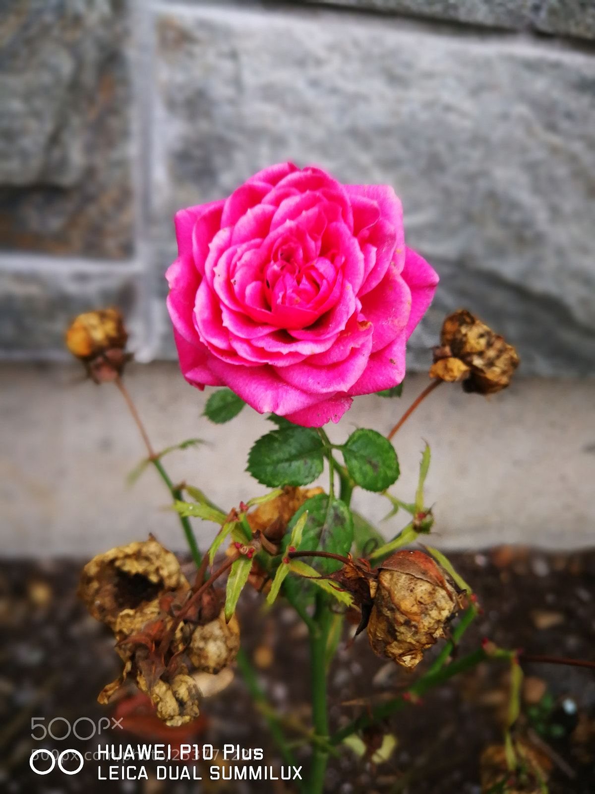 HUAWEI P10 Plus sample photo. Last rose photography