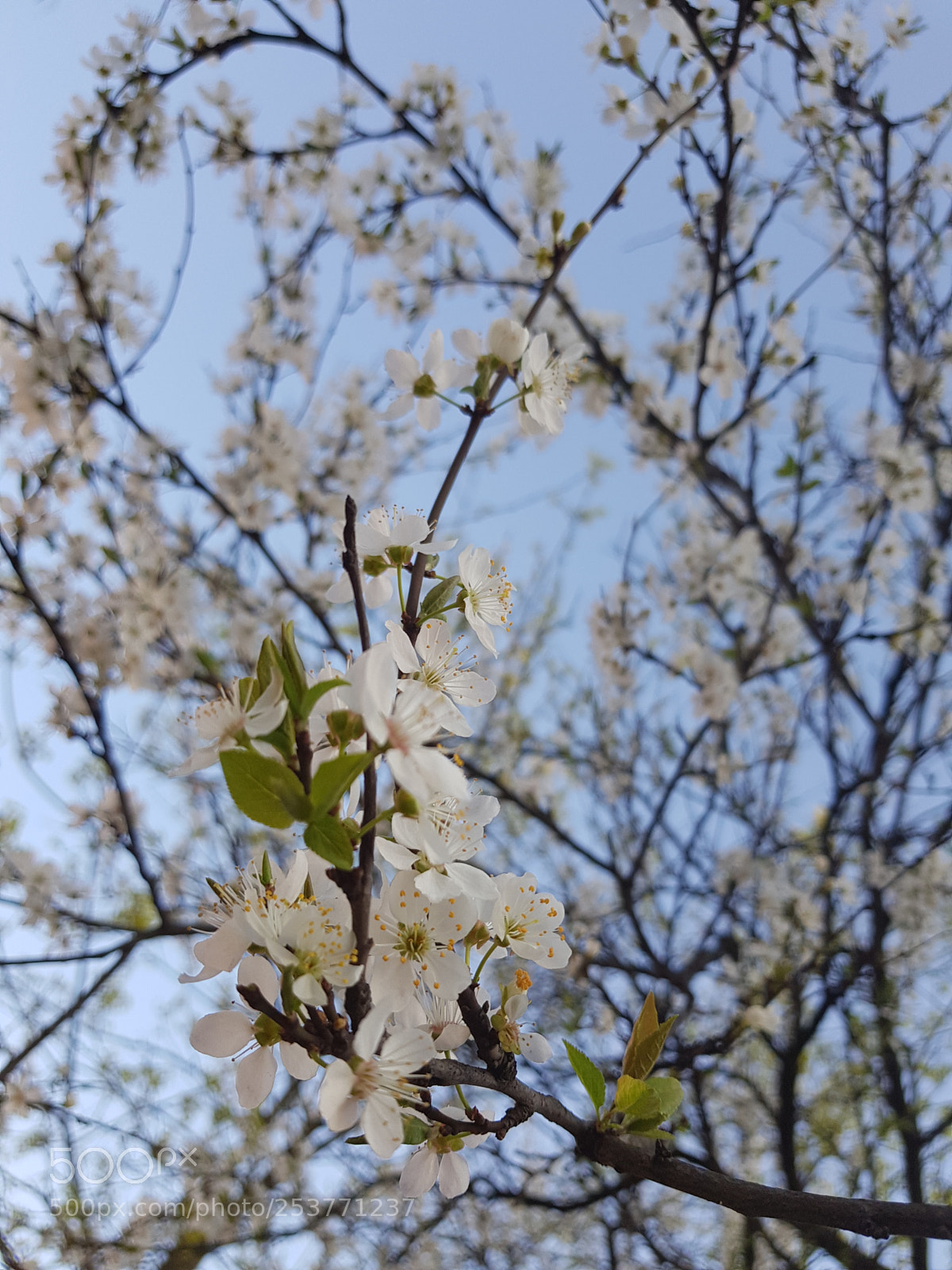 Samsung Galaxy S8 sample photo. Sweet white photography