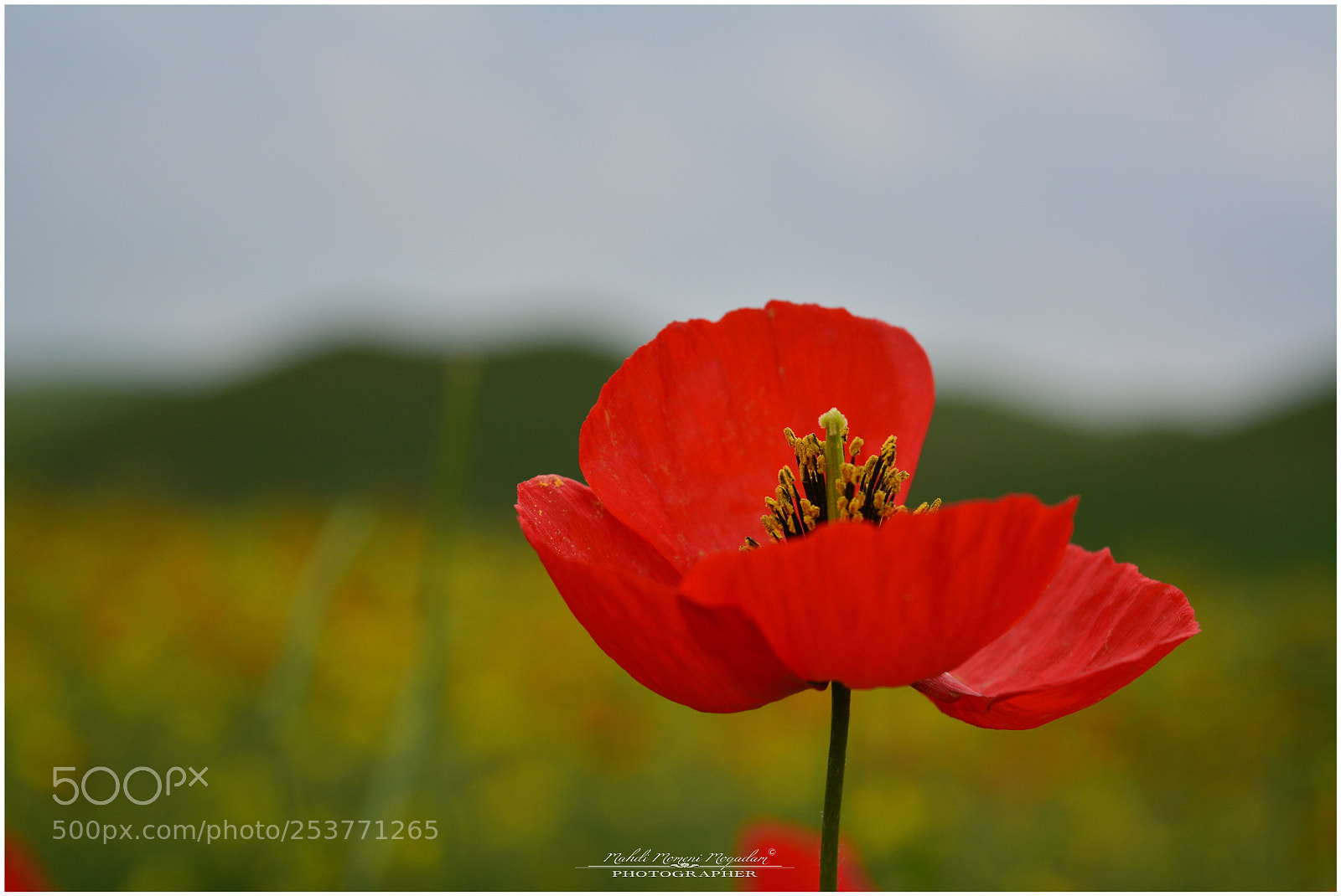 Nikon D5200 sample photo. Life photography