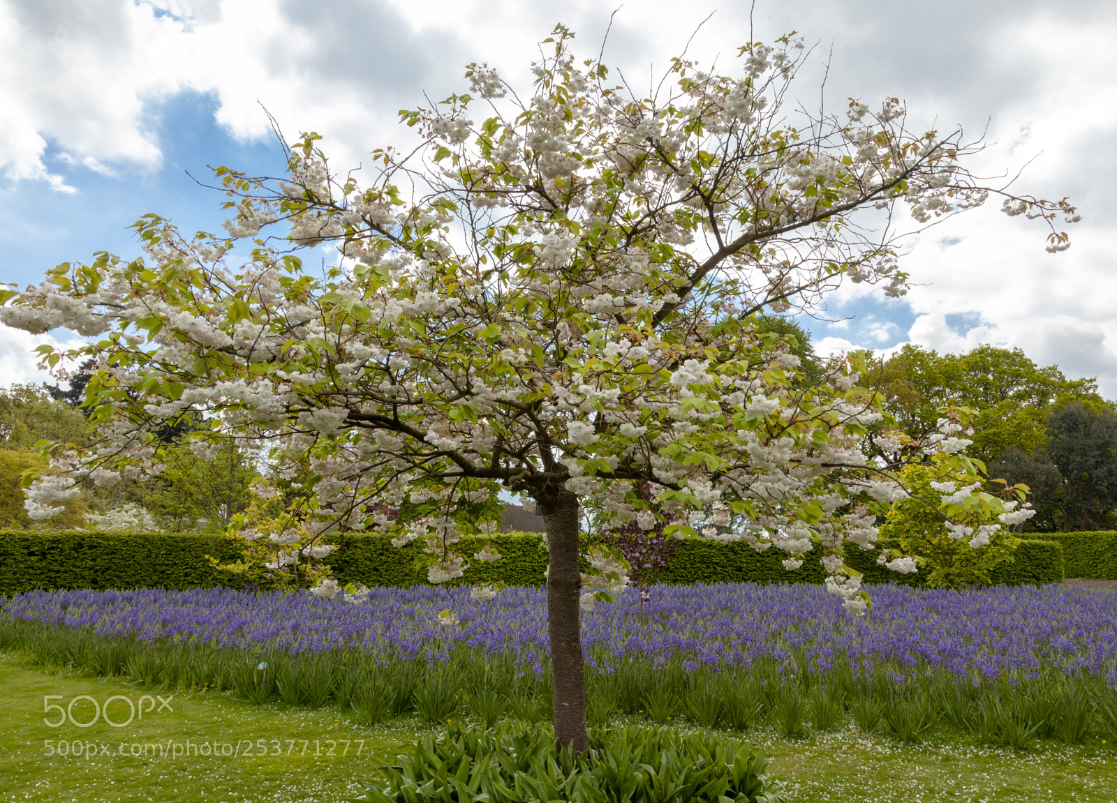 Canon EOS 5D Mark II sample photo. Blossoms photography
