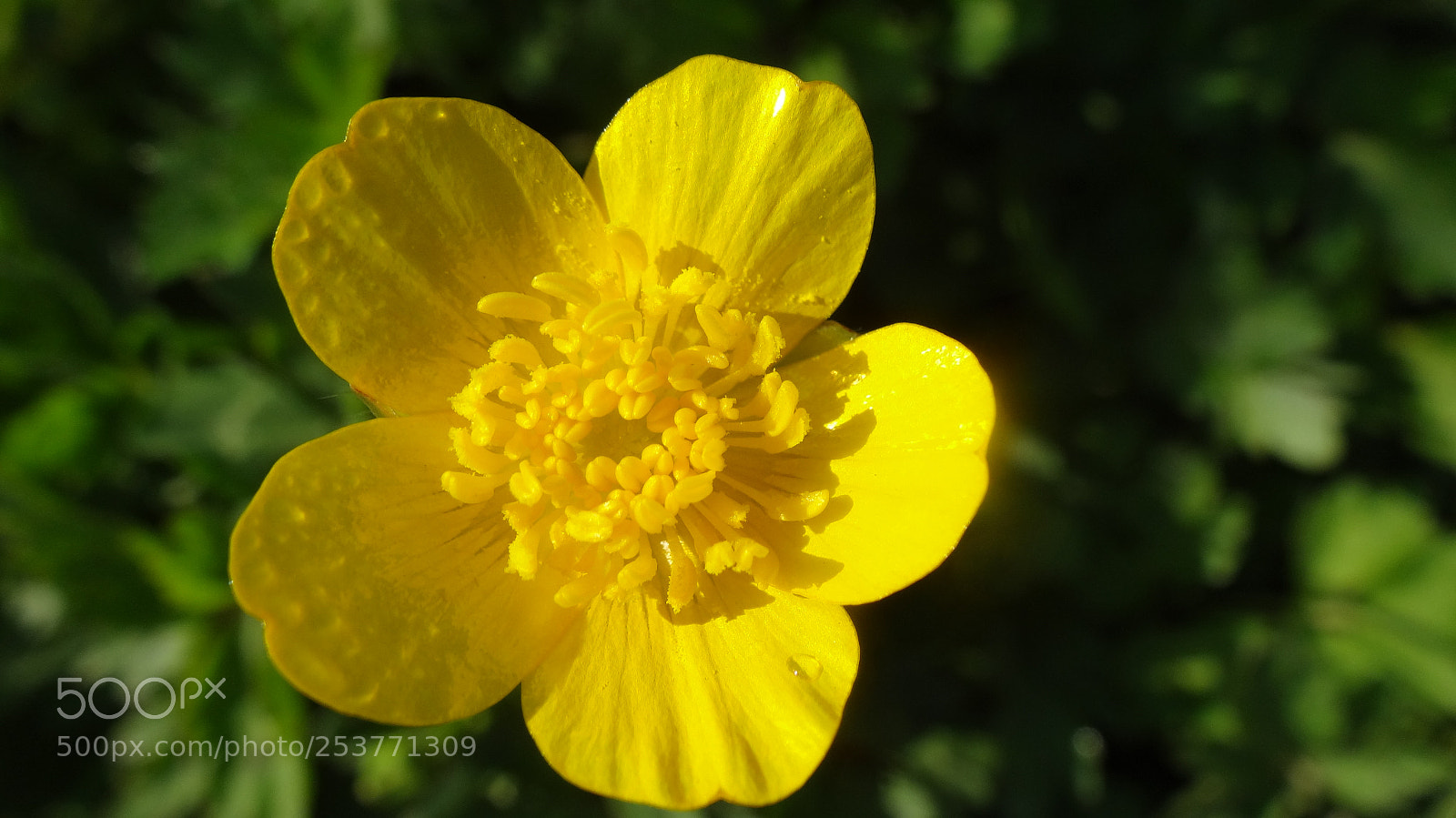 Sony Cyber-shot DSC-HX20V sample photo. Dsc photography