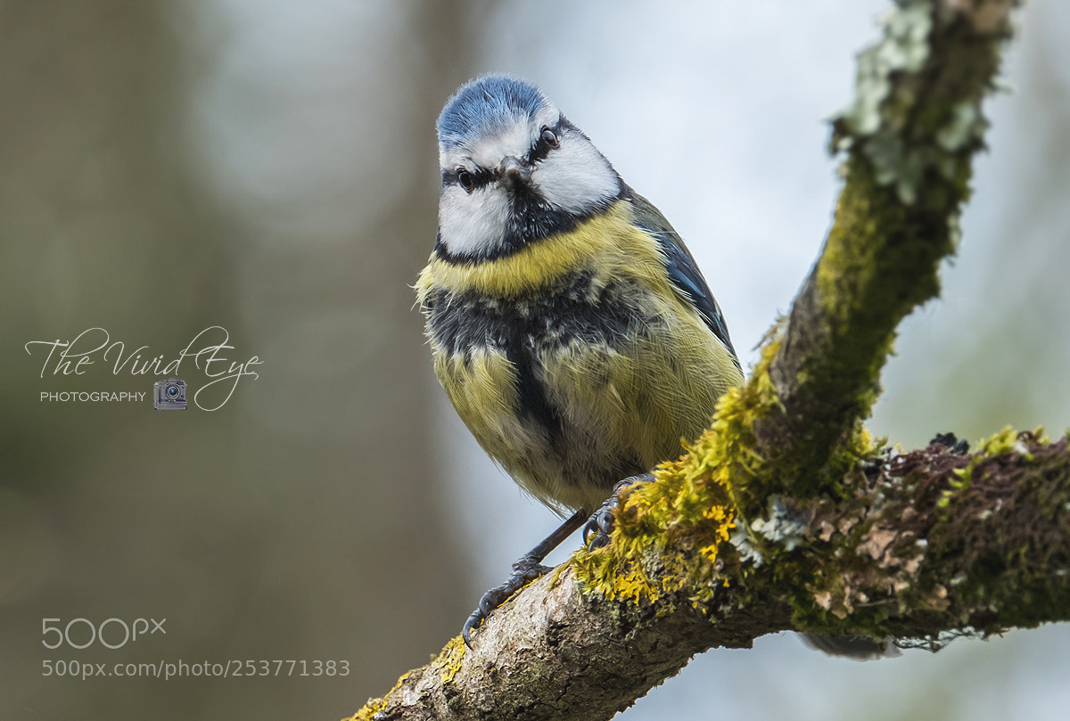 Fujifilm X-T2 sample photo. Blue tit photography