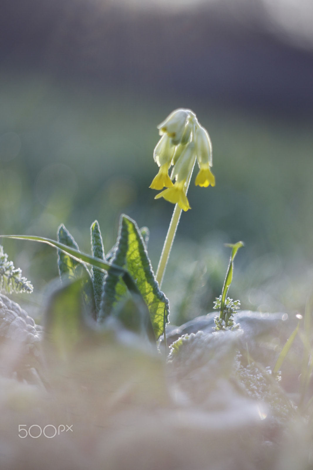 Canon EF 35-80mm f/4-5.6 sample photo. Dew photography