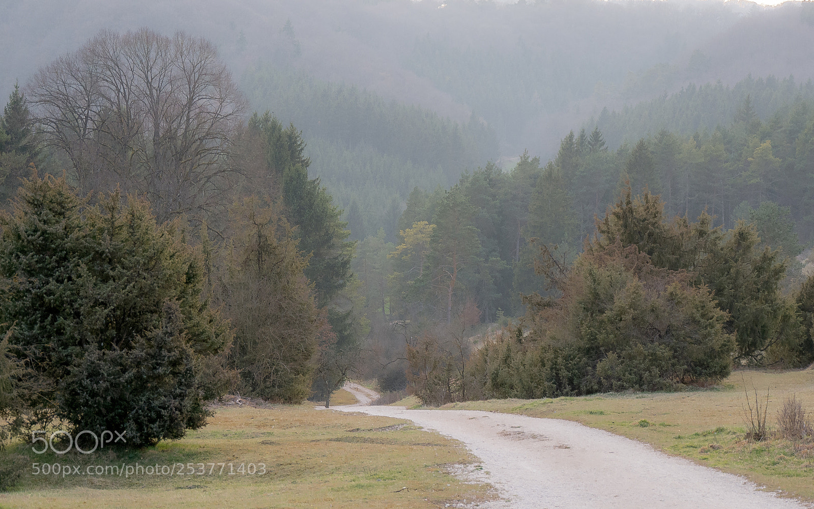 Panasonic DMC-G70 sample photo. Path on woodland photography