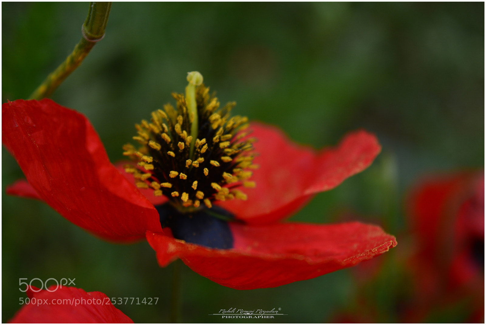 Nikon D5200 sample photo. Untitled photography