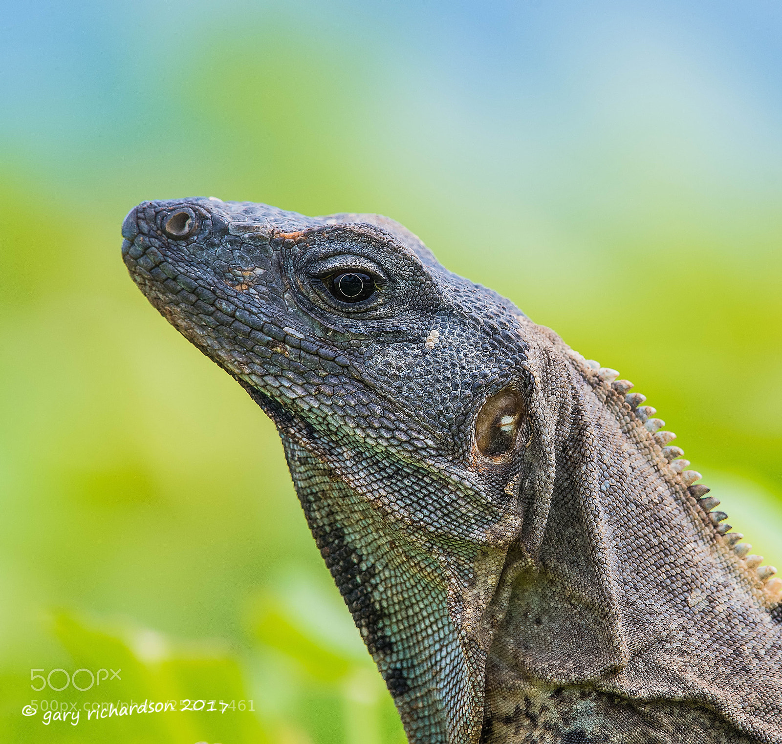 Nikon D500 sample photo. Black iguana yucatan mexico () photography