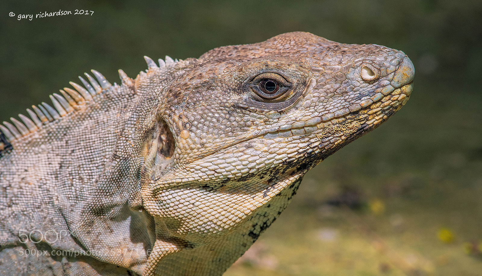 Nikon D500 sample photo. Black iguana yucatan mexico () photography