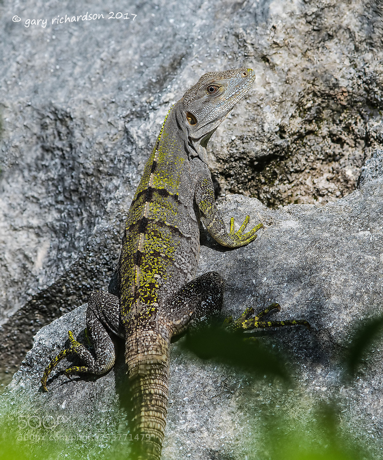 Nikon D500 sample photo. Black iguana yucatan mexico () photography