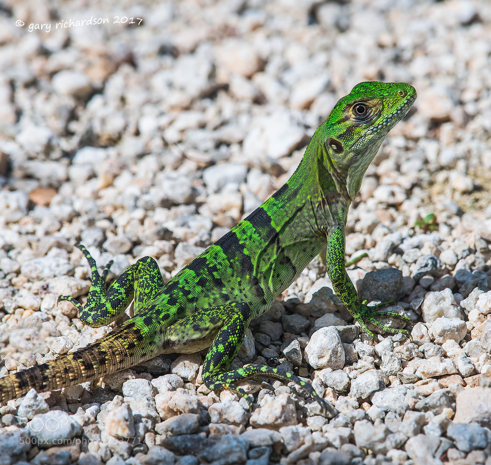 Nikon D500 sample photo. Black iguana juvenile yucatan photography