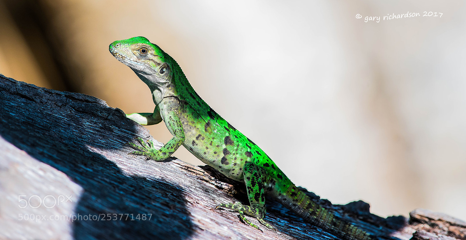Nikon D500 sample photo. Black iguana juvenile yucatan photography
