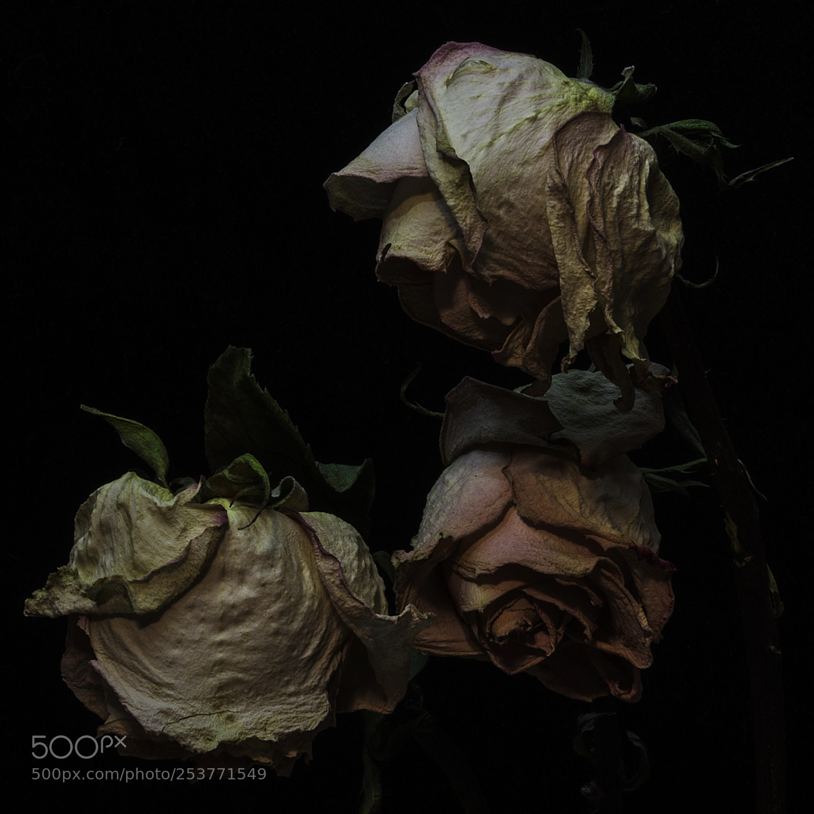 Canon EOS 60D sample photo. Dried roses photography