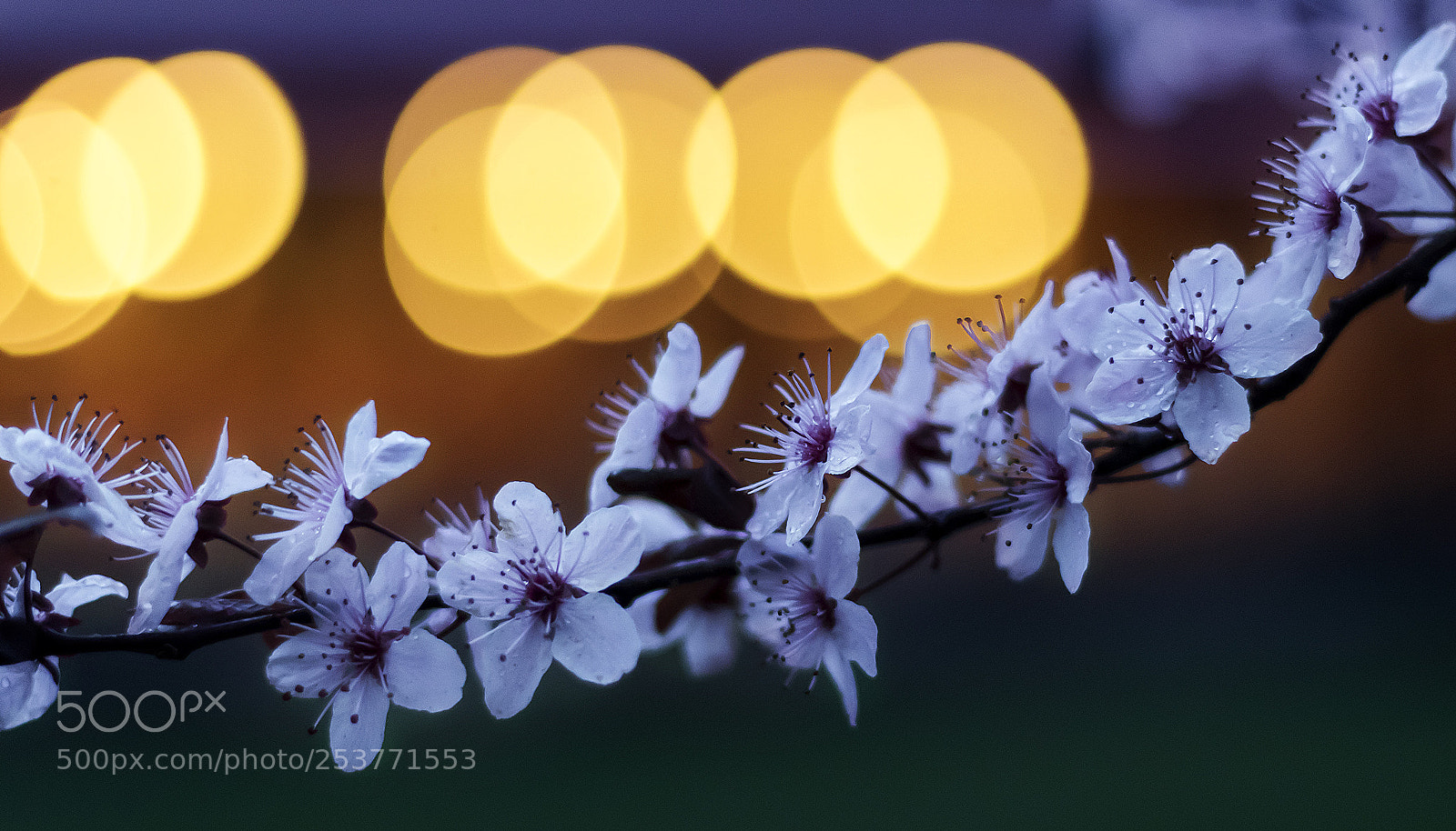 Canon EOS 80D sample photo. Blossom and bokeh photography