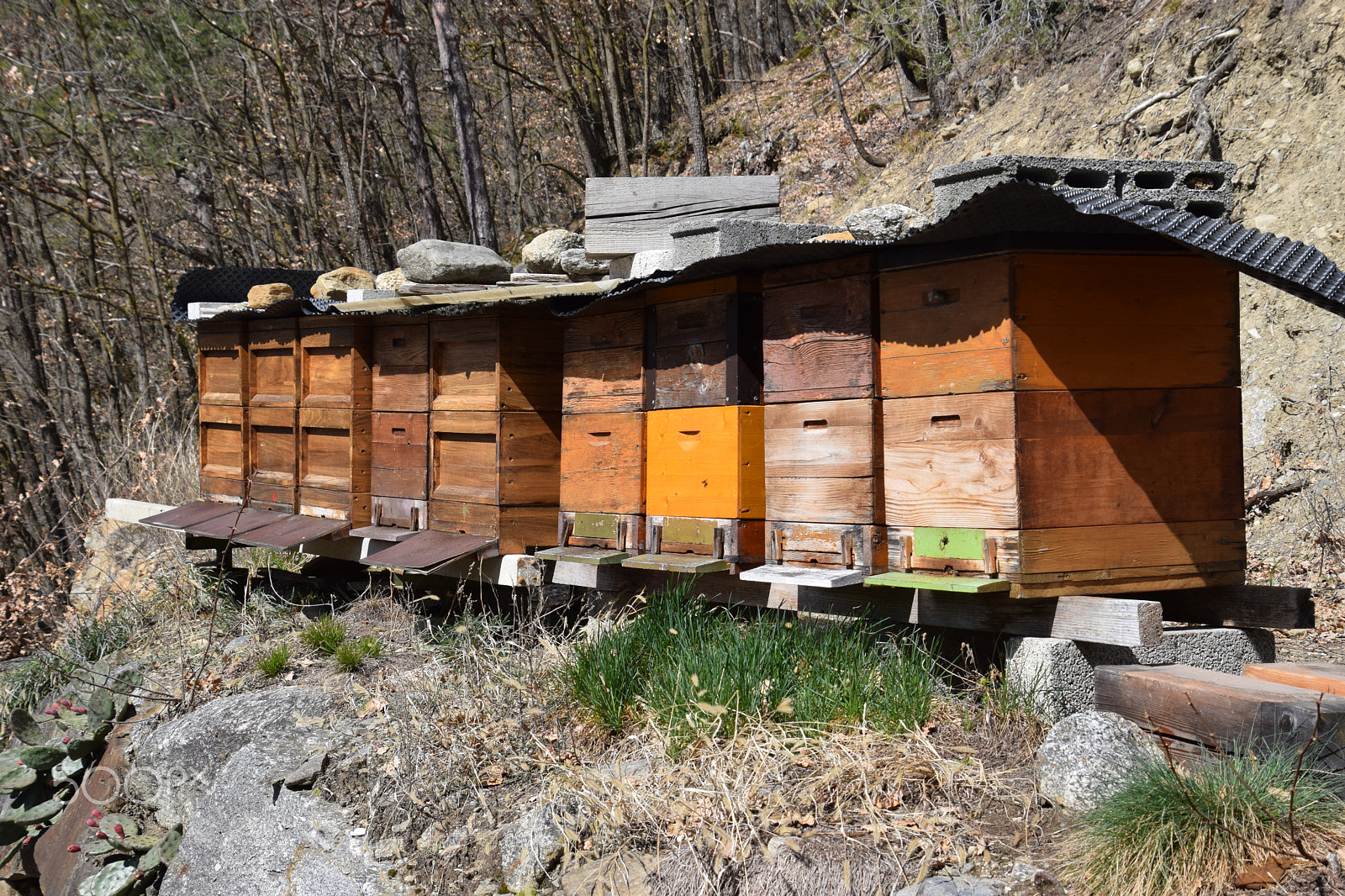 Nikon D5300 sample photo. Bienenstock 3 photography