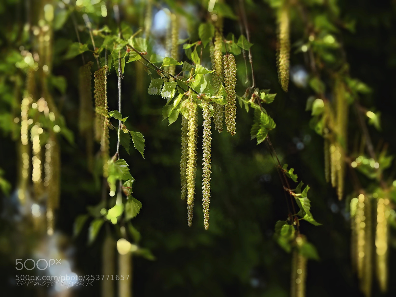 Nikon Coolpix P610 sample photo. Birch flowers, spring, illusion photography