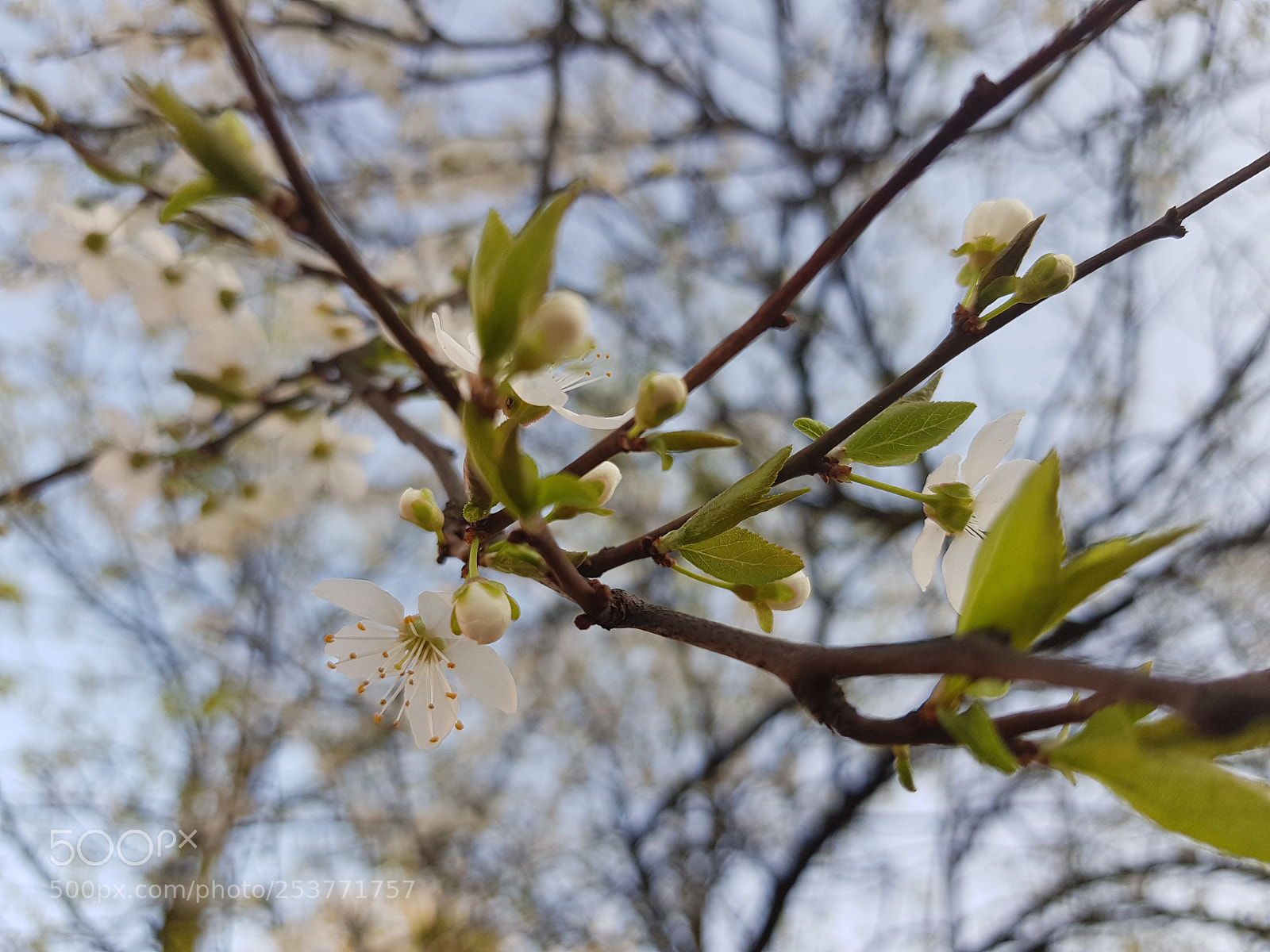 Samsung Galaxy S8 sample photo. Wiosna photography