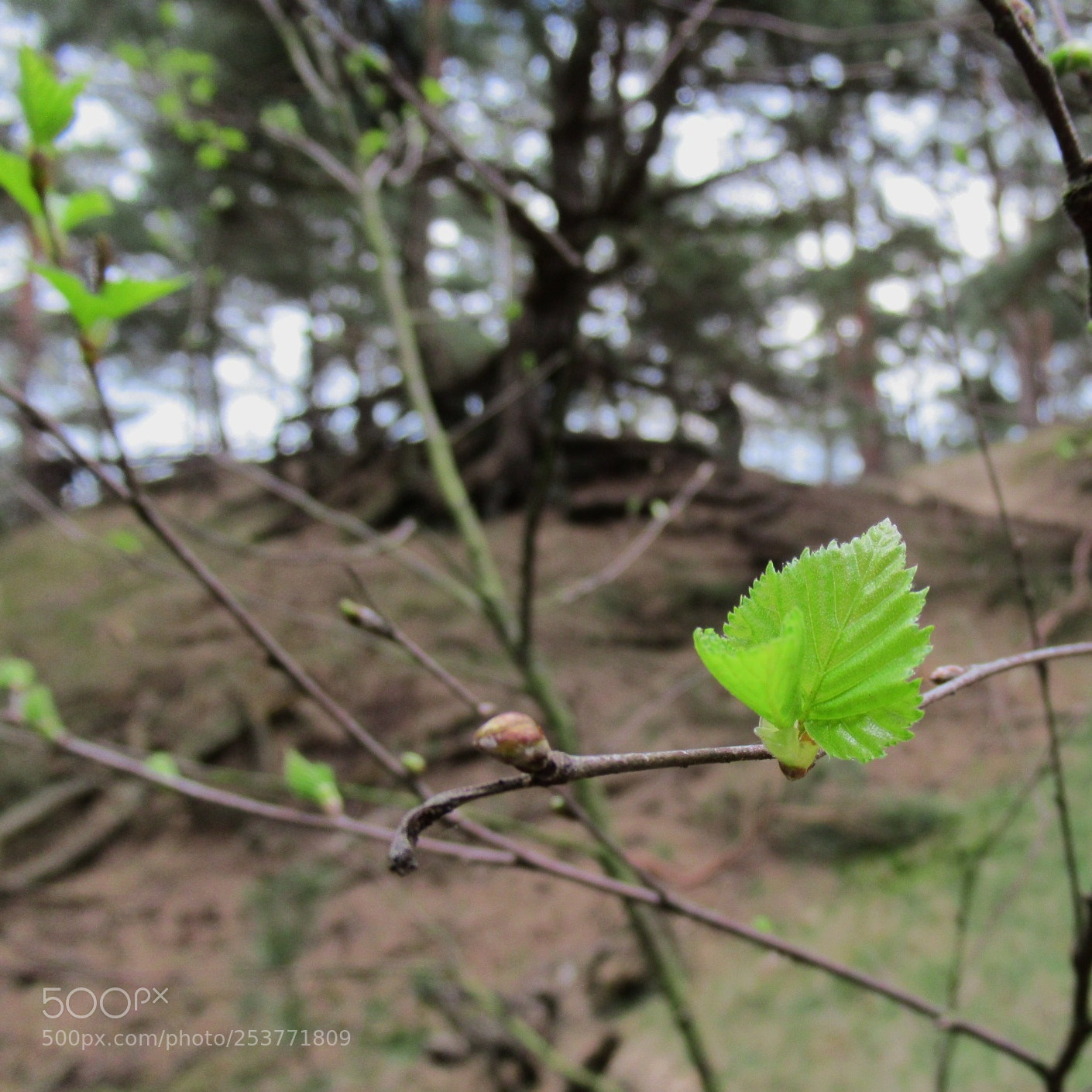Canon PowerShot SX620 HS sample photo. Untitled photography