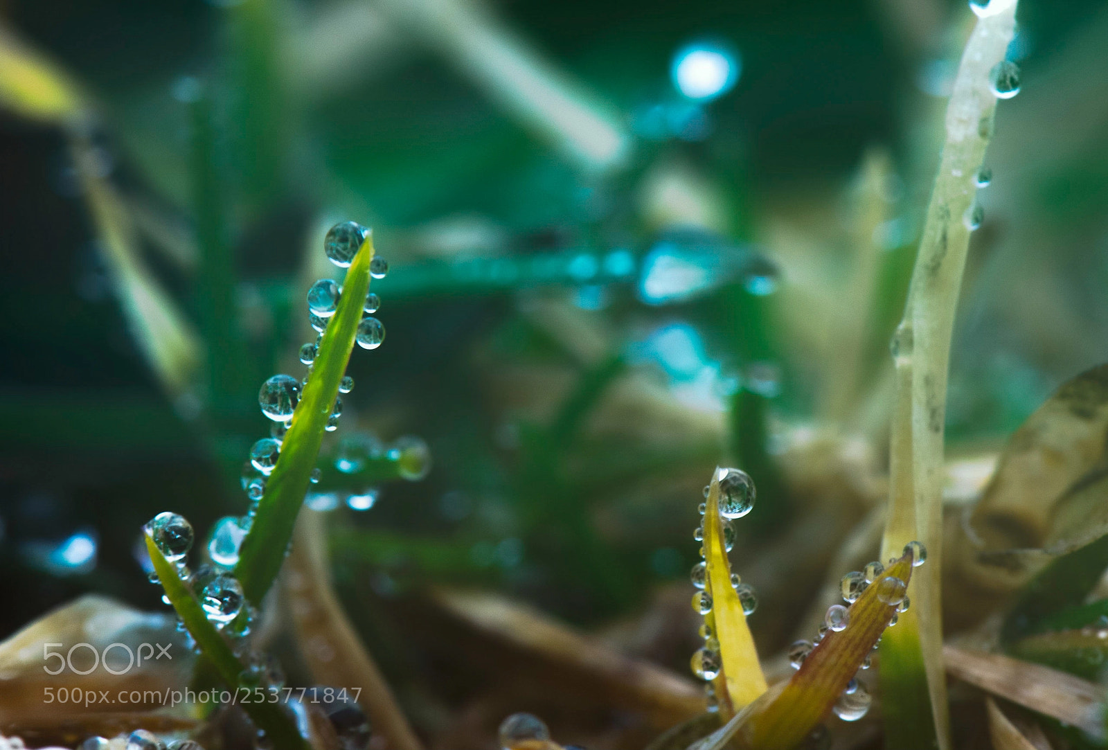 Nikon D5300 sample photo. Drops in the garden. photography