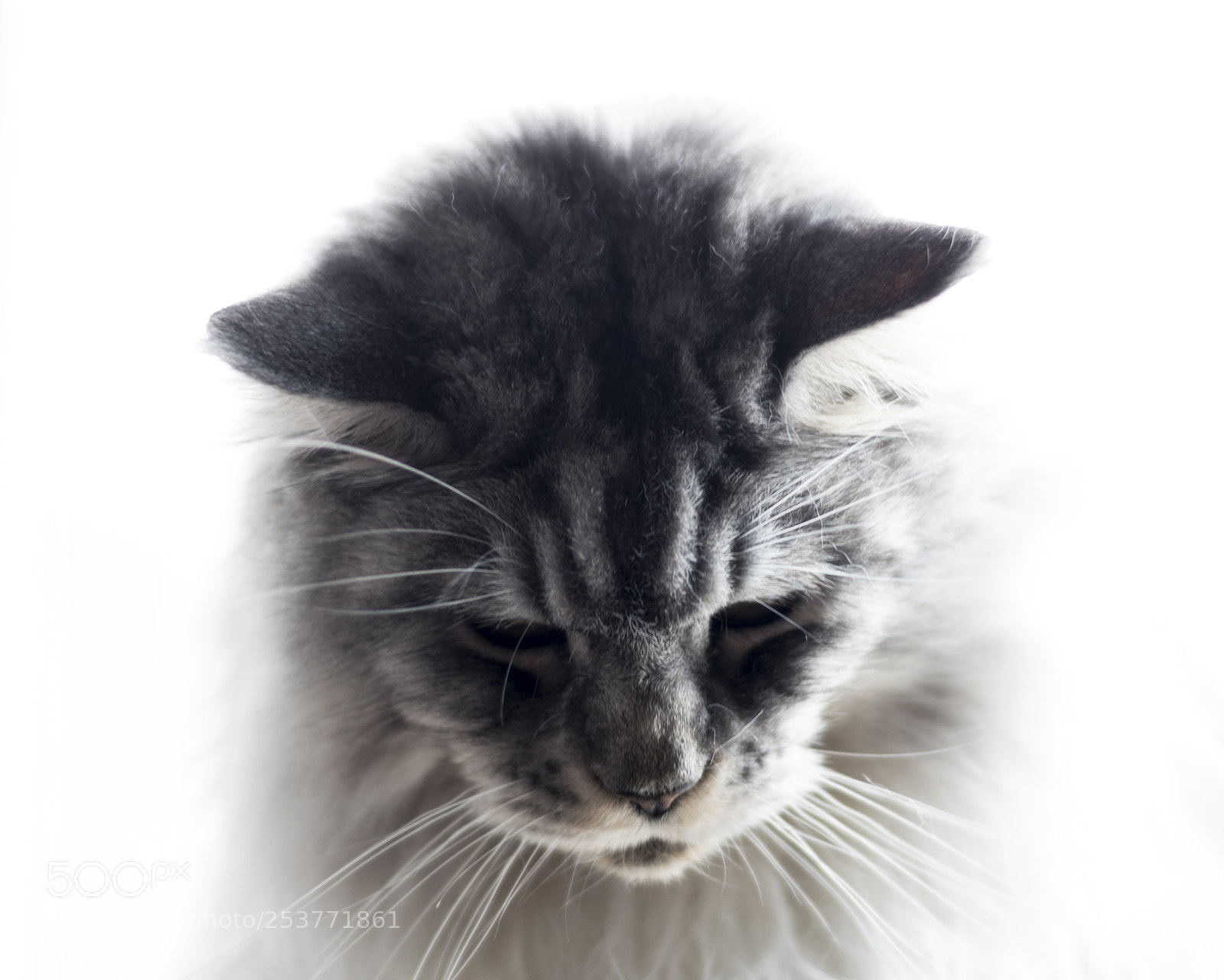 Nikon D5600 sample photo. Cat photography