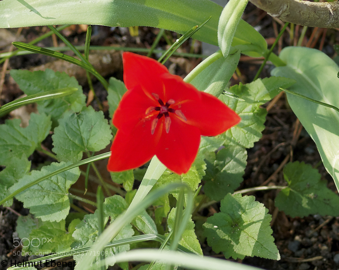 Olympus OM-D E-M5 sample photo. Bs, botanischer garten der photography