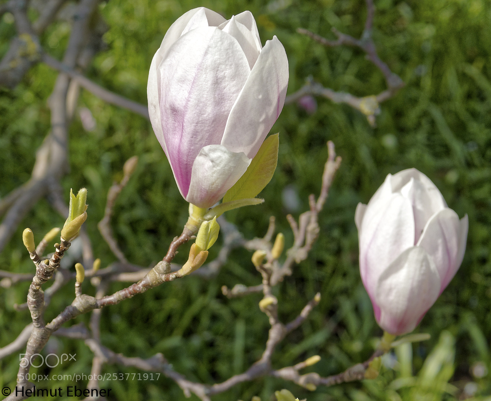 Olympus OM-D E-M5 sample photo. Bs, botanischer garten der photography