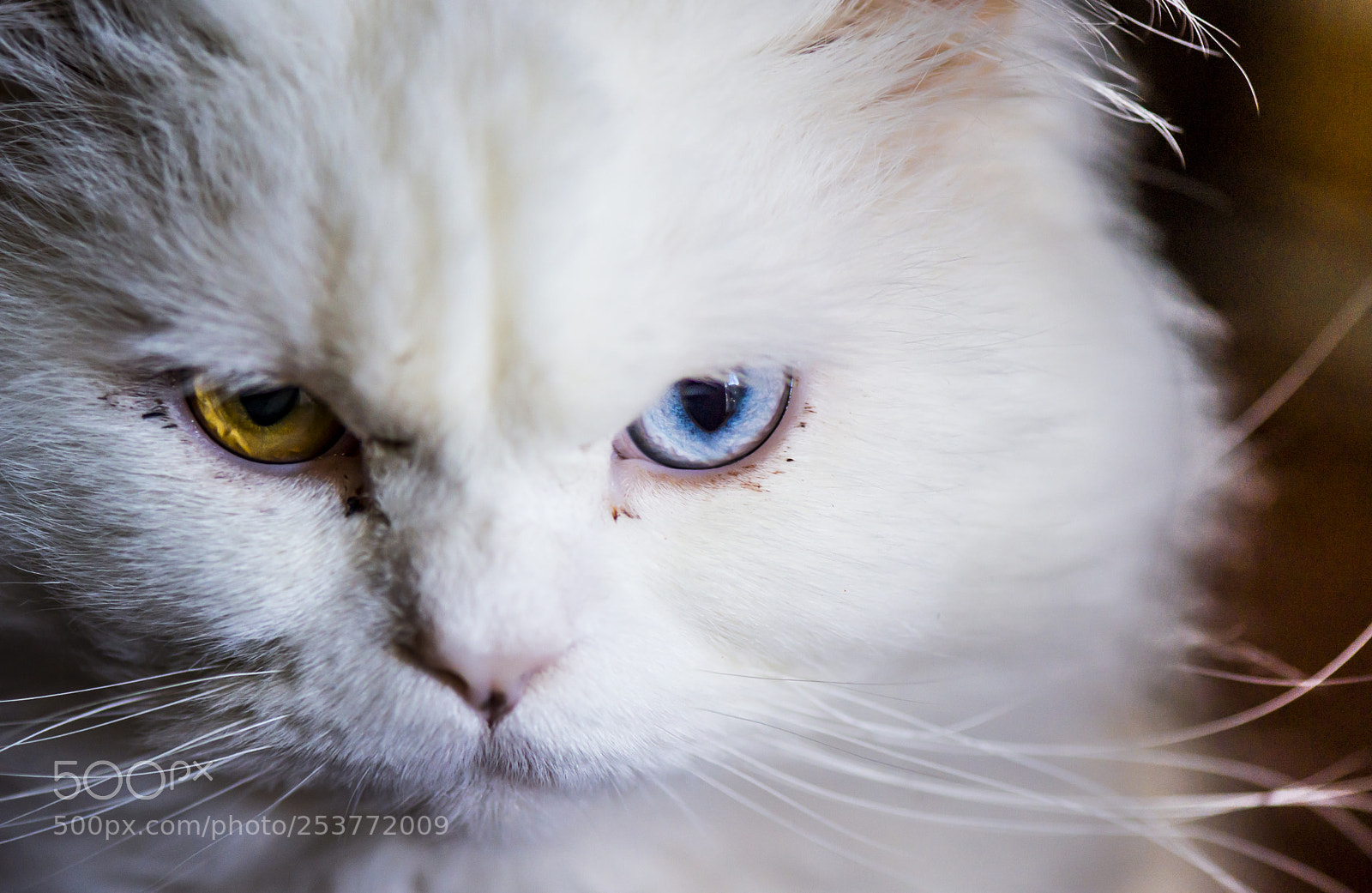 Nikon D600 sample photo. Why so serious? photography