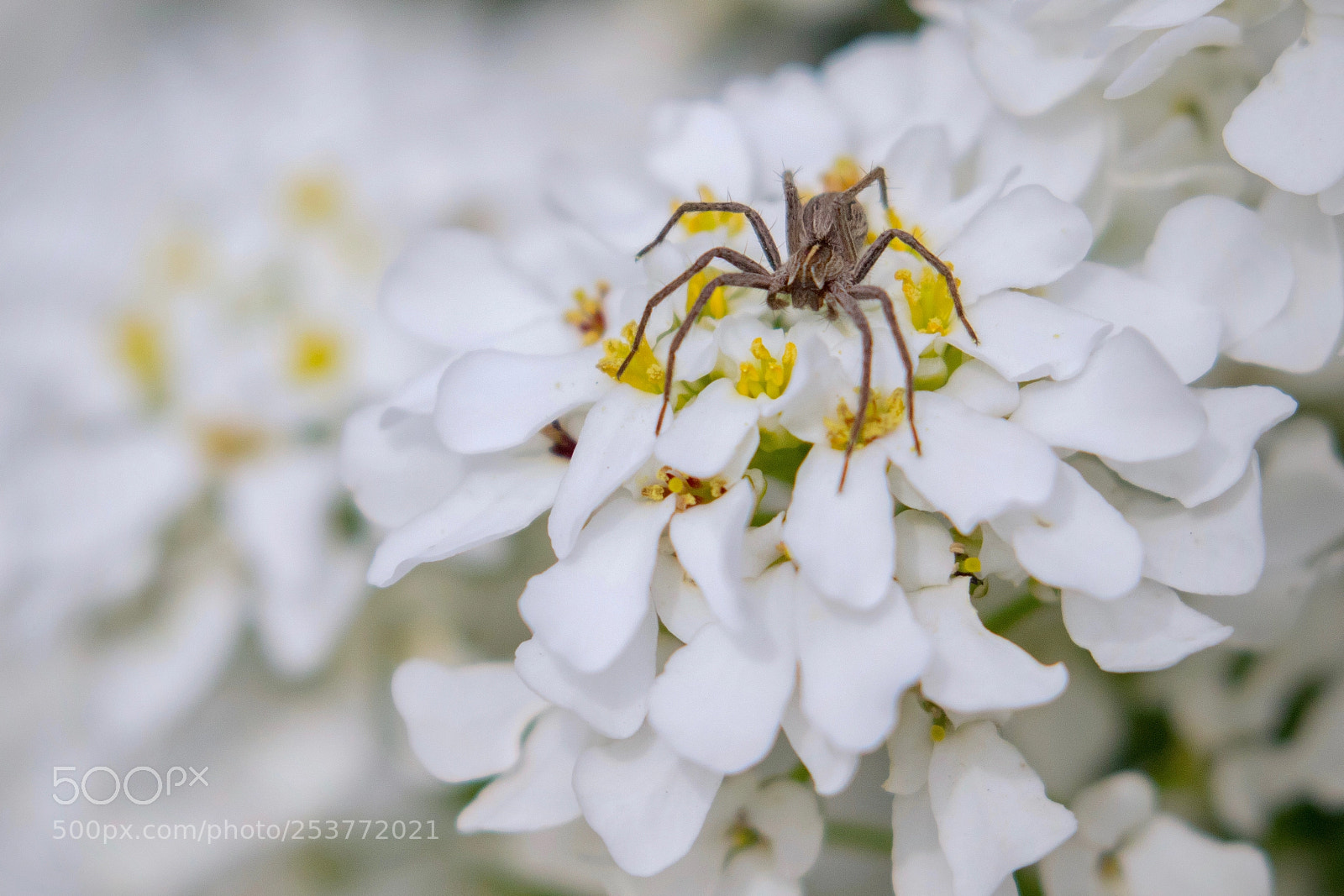 Canon EOS 7D Mark II sample photo. The phantom menace photography