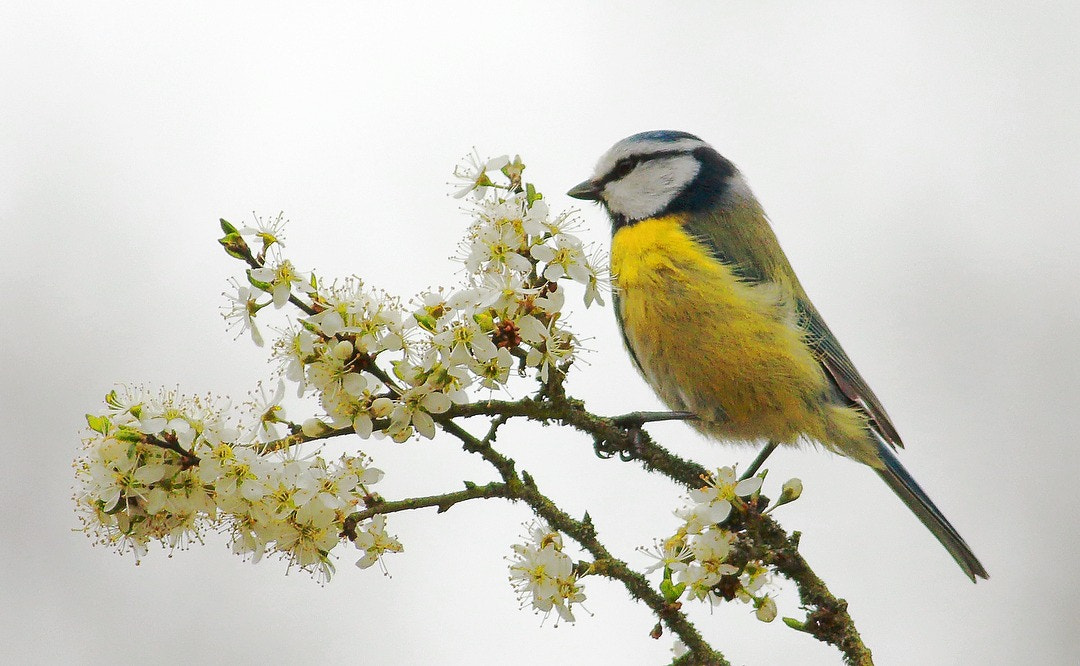 Canon EOS 7D Mark II + Canon EF 400mm F5.6L USM sample photo. Mesange bleue photography