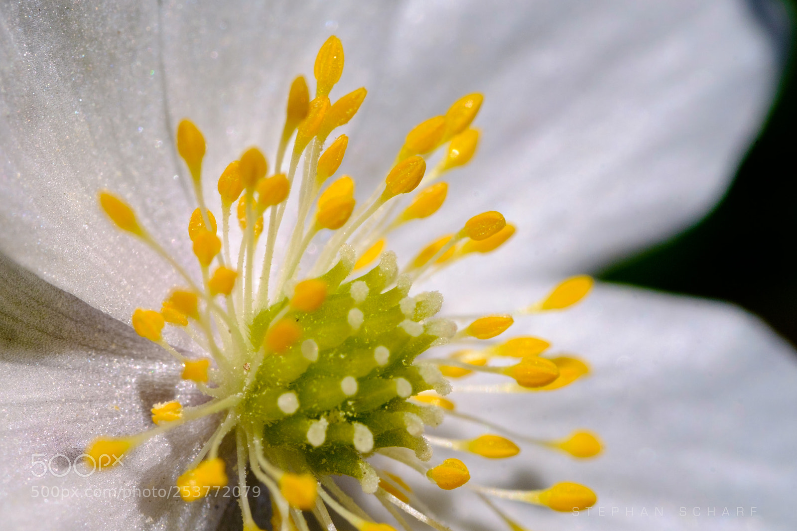 Fujifilm X-T10 sample photo. Daisy close photography