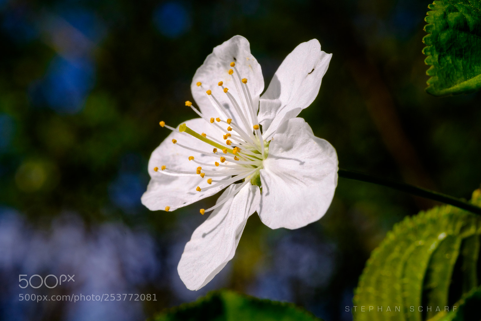 Fujifilm X-T10 sample photo. Apple blossom photography