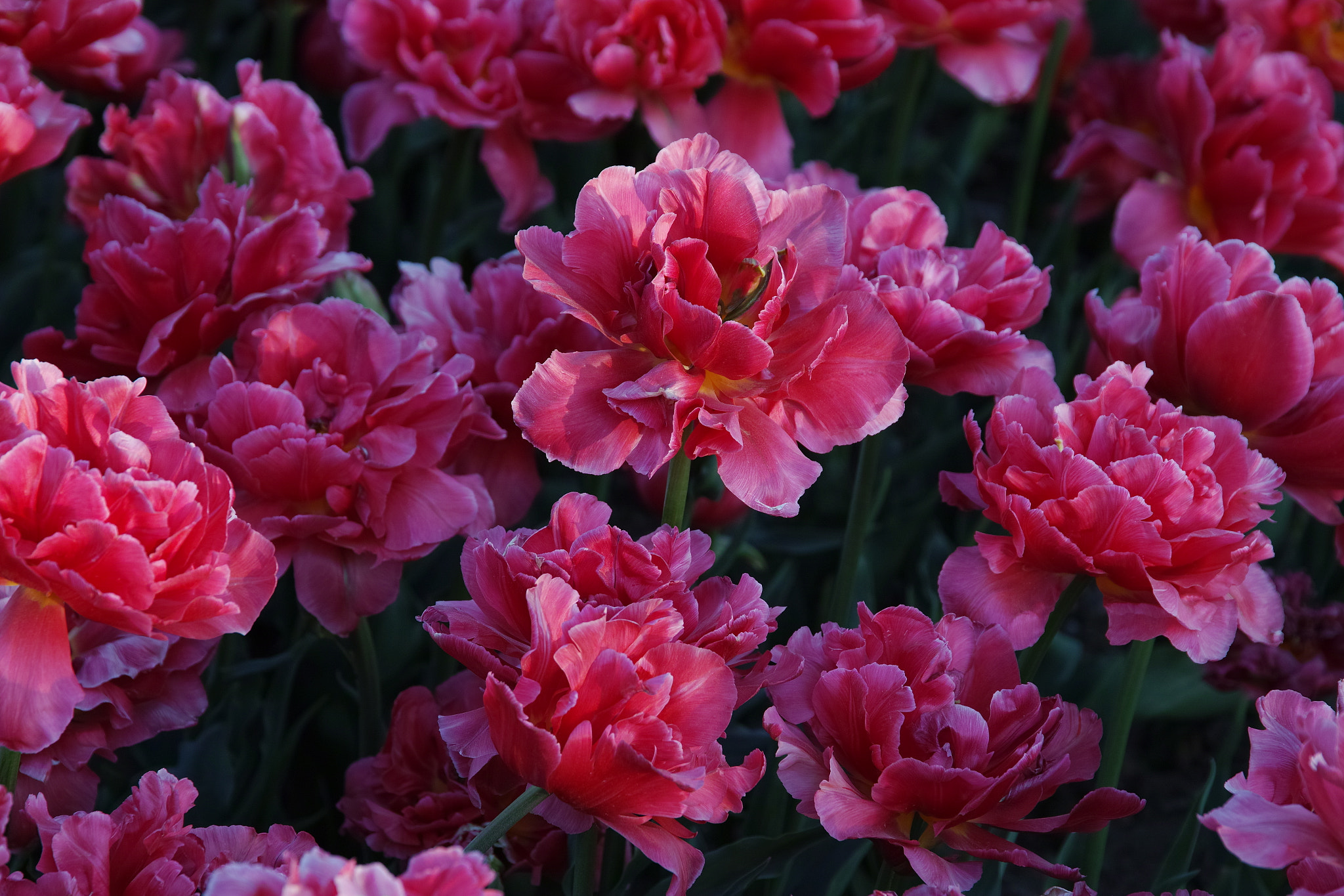 Sigma sd Quattro sample photo. Tulip. photography