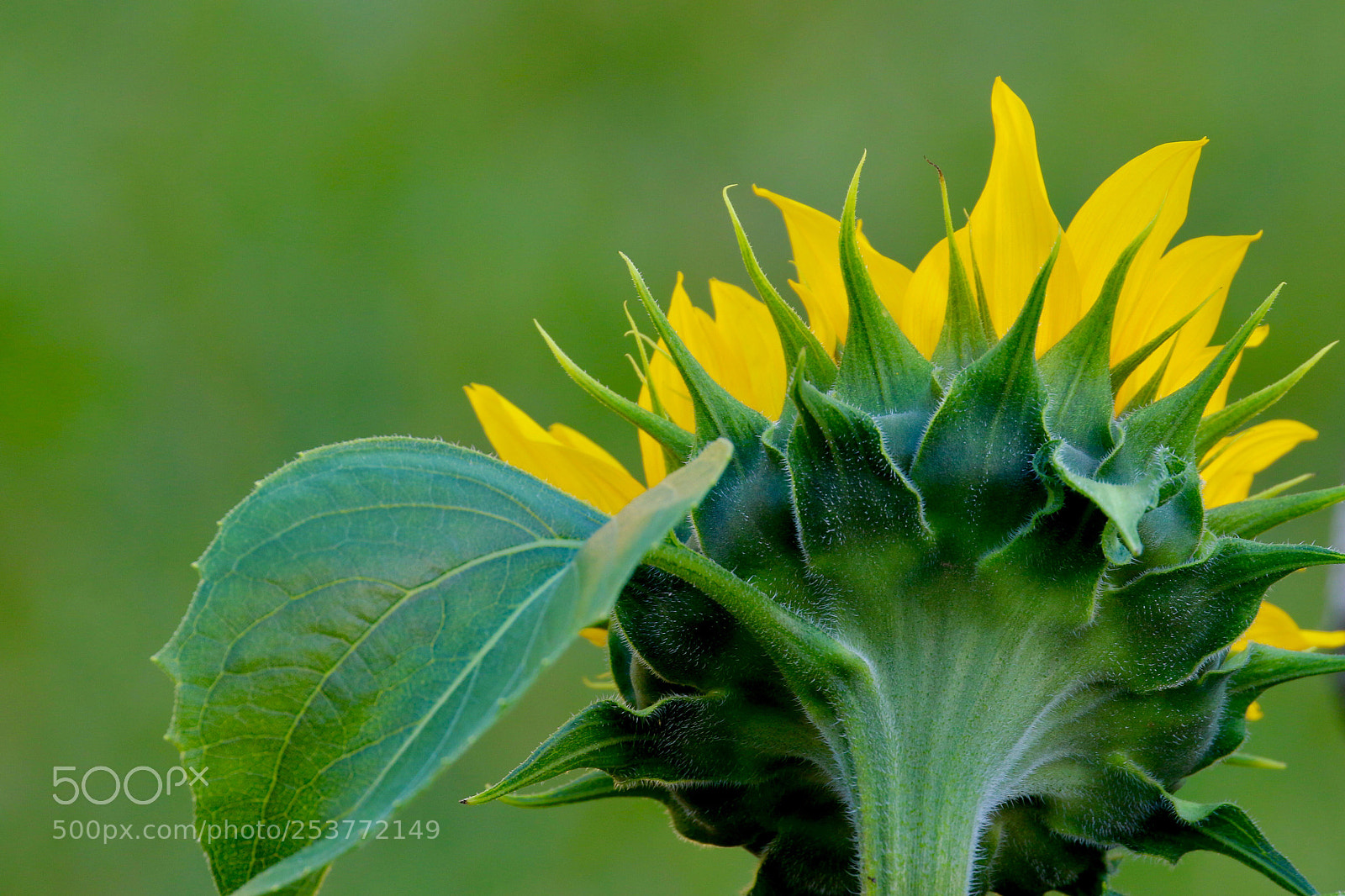 Canon EOS 7D Mark II sample photo. Girasol.....! photography