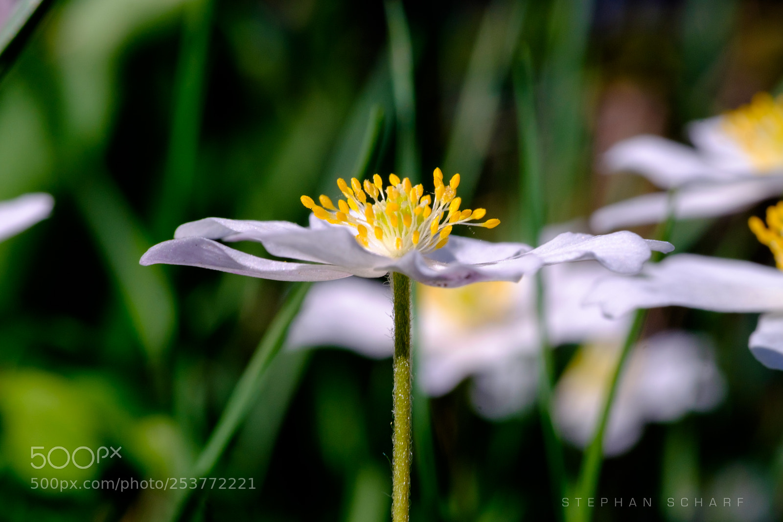 Fujifilm X-T10 sample photo. Daisy photography
