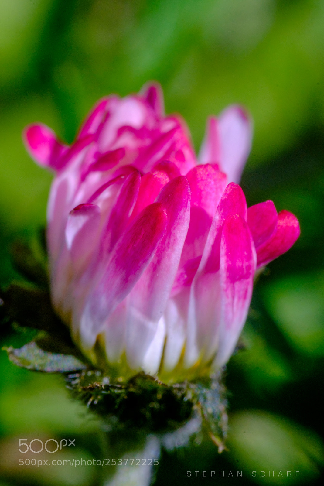 Fujifilm X-T10 sample photo. Daisy blossom photography
