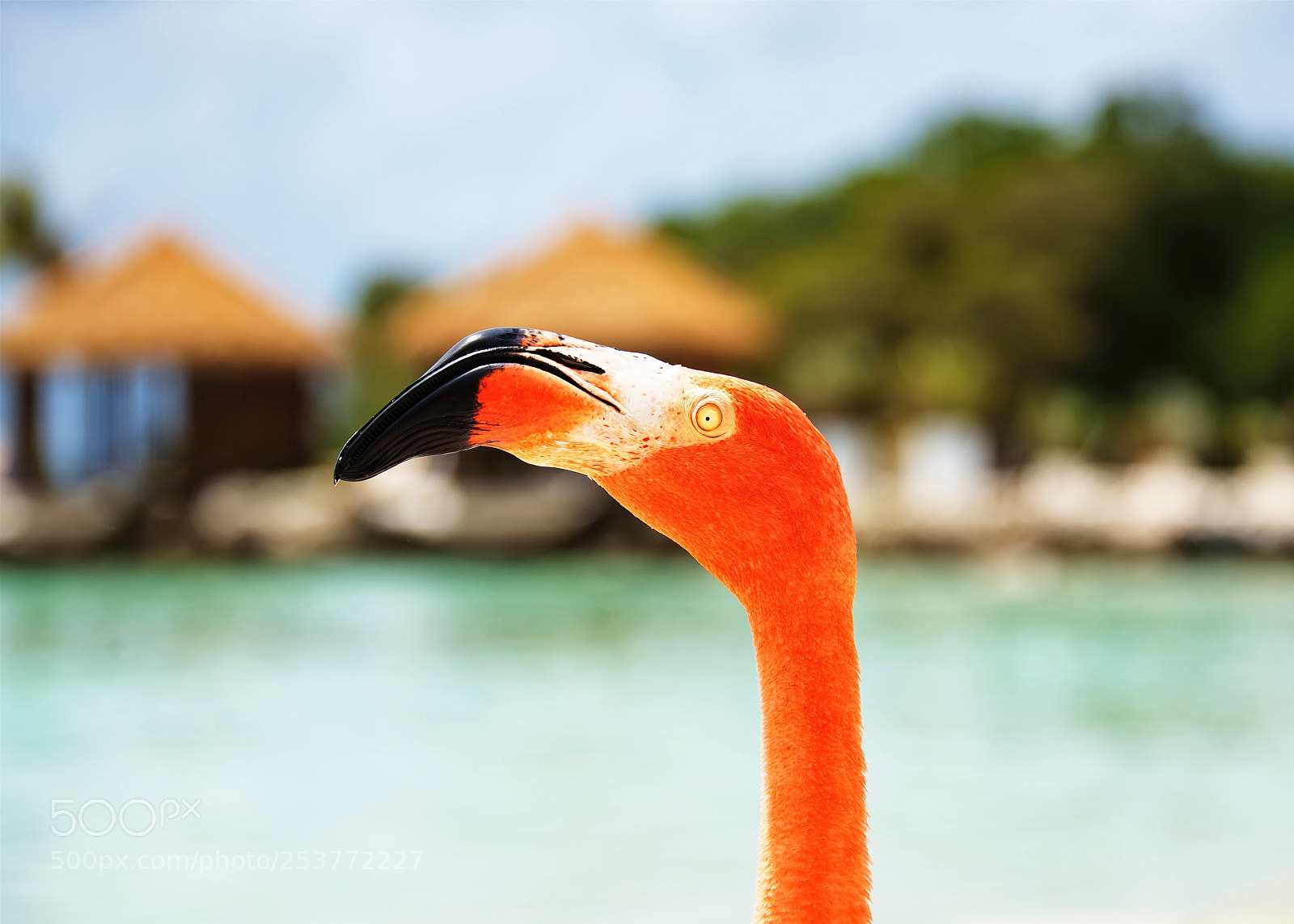 Nikon D800 sample photo. Flamingo island, aruba photography