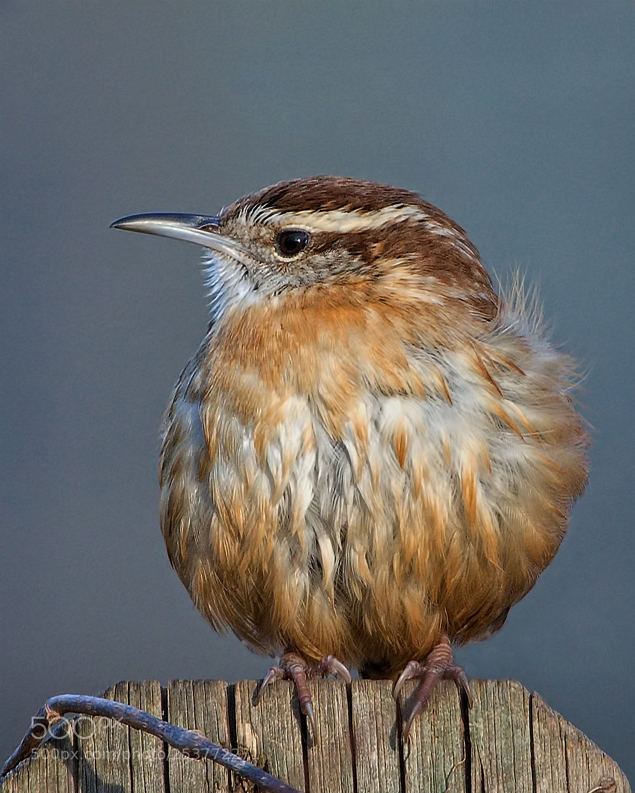 Nikon D7100 sample photo. Carolina wren photography