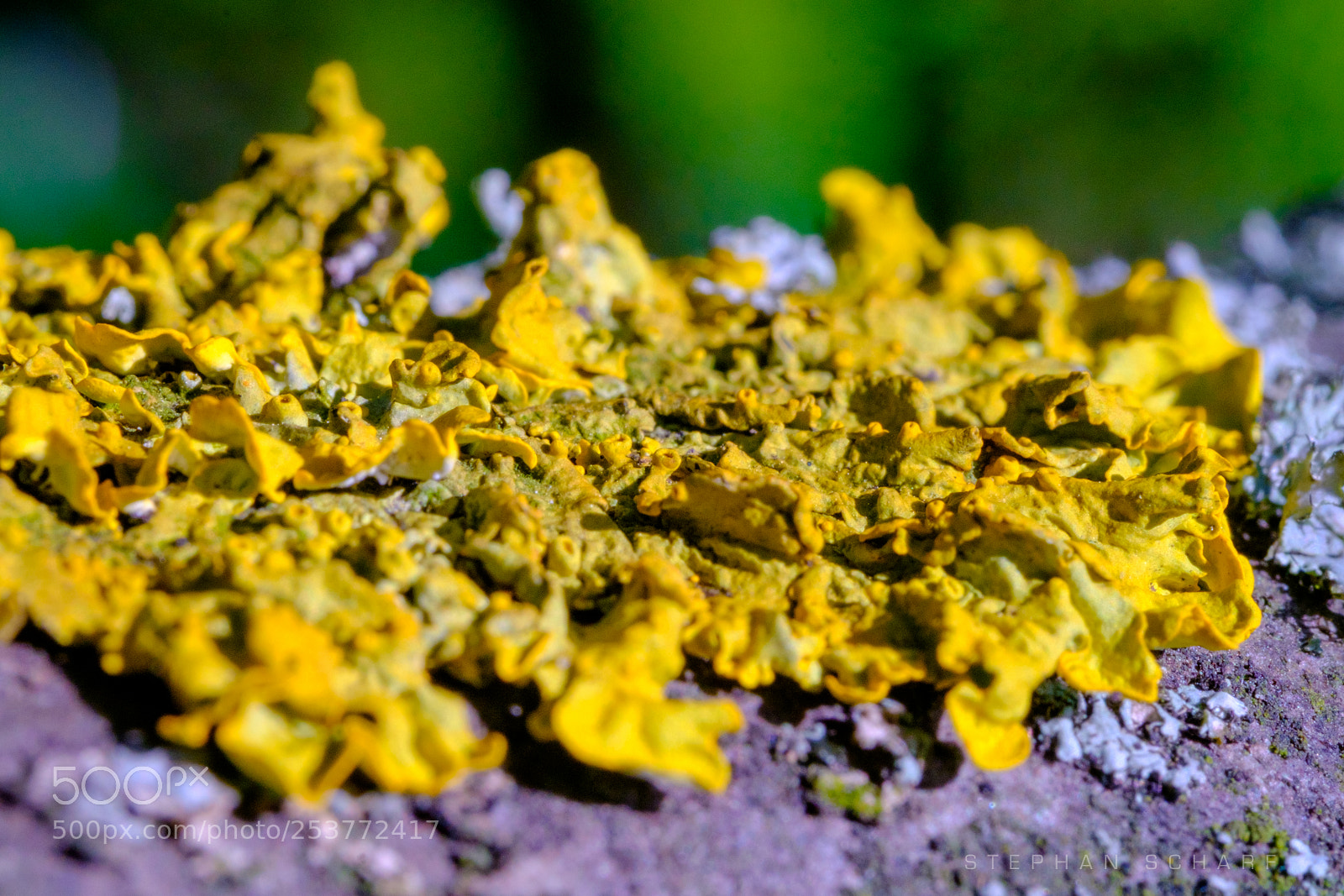 Fujifilm X-T10 sample photo. Lichen photography