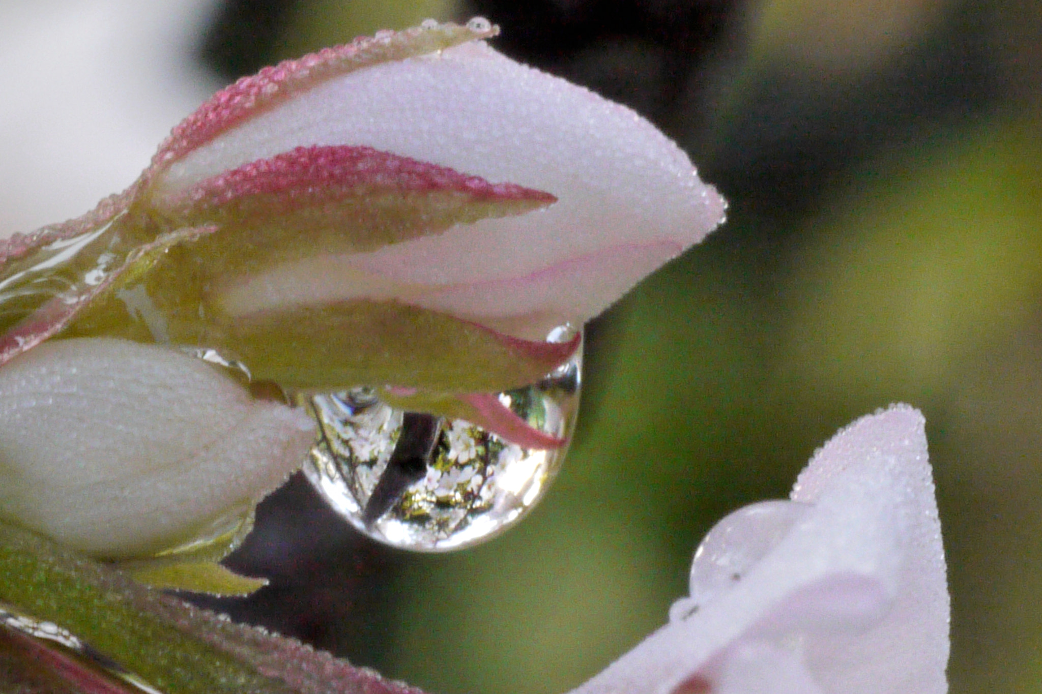 Panasonic Lumix DMC-GF1 sample photo. Raindrop 0415 photography