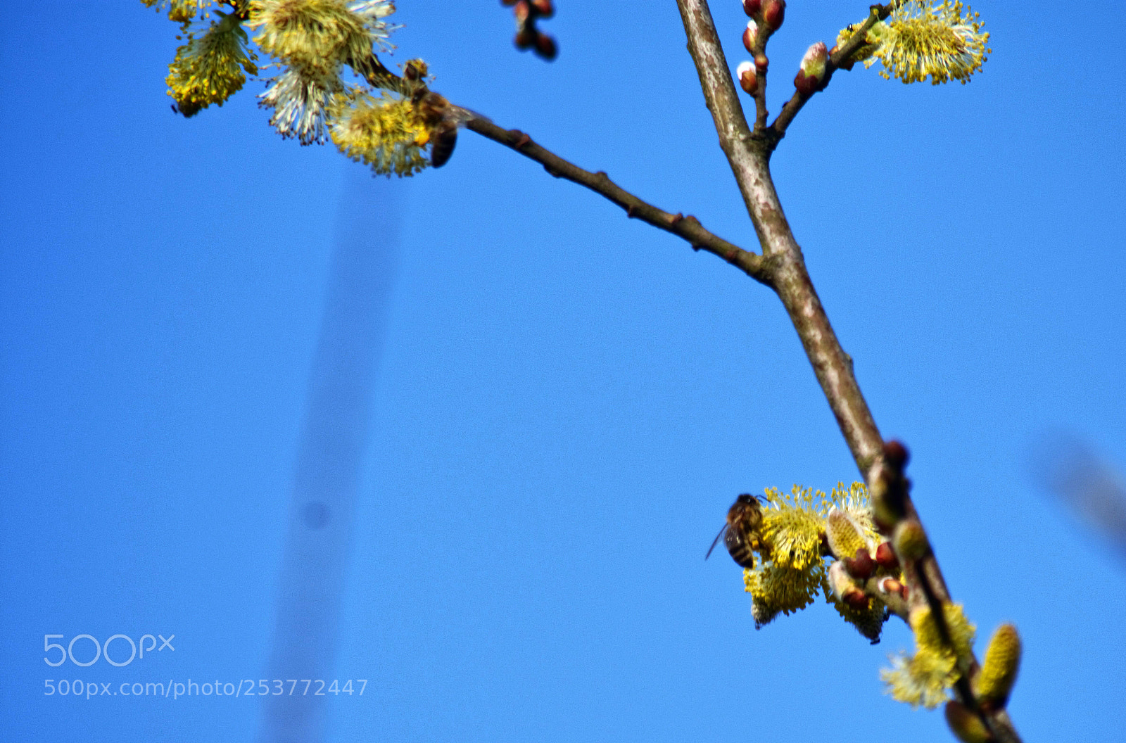 Nikon D5200 sample photo. Biene bei der arbeit photography