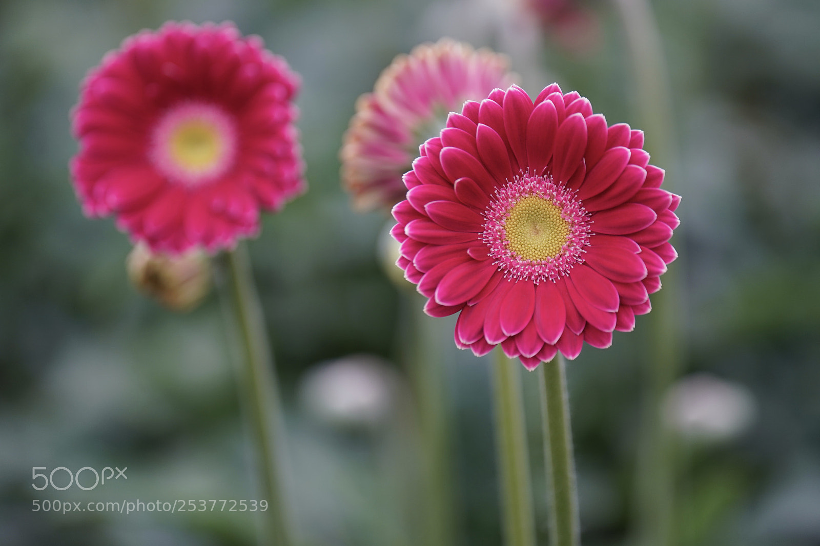 Sony a9 sample photo. Beauties photography