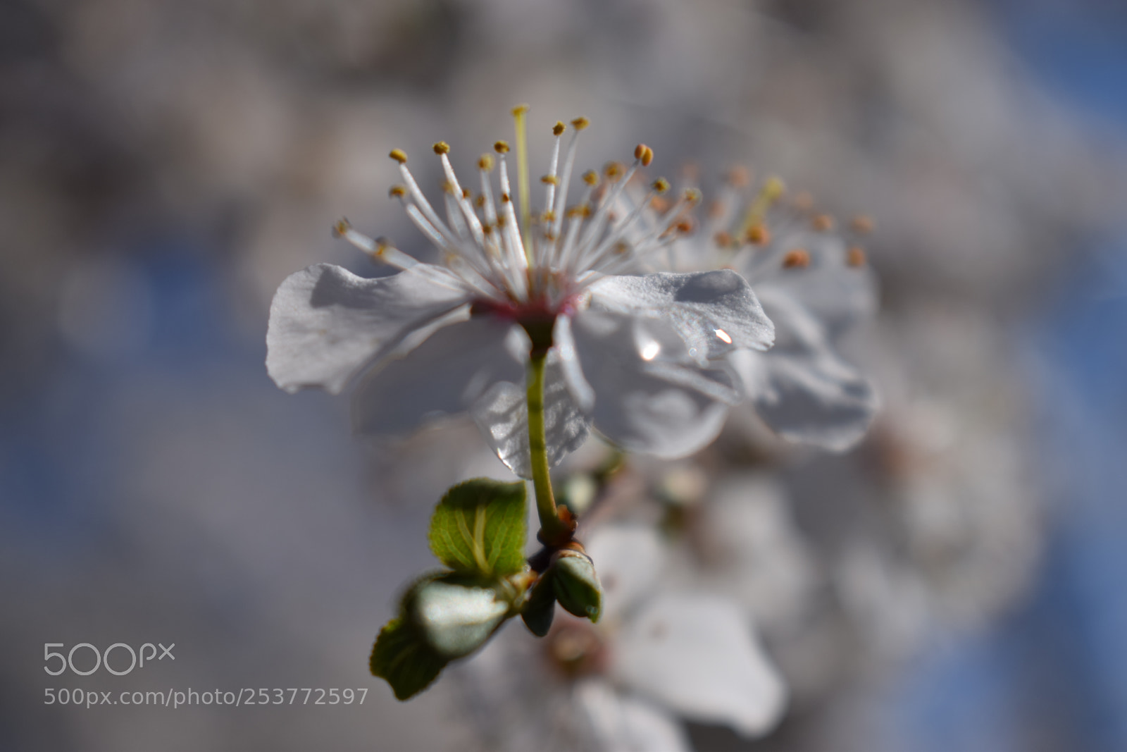 Nikon D5300 sample photo. Raindrop photography