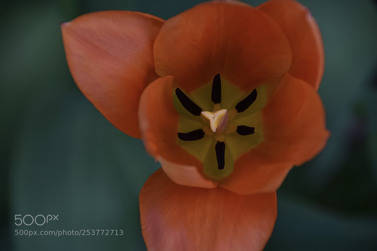 Nikon D7200 sample photo. Frühlingsblüte  photography