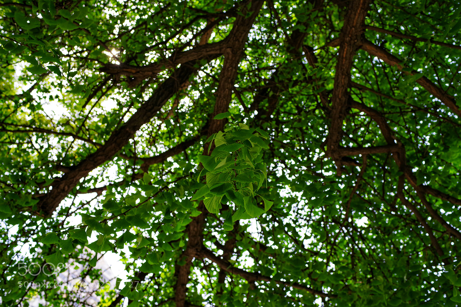 Pentax K-1 sample photo. Untitled photography