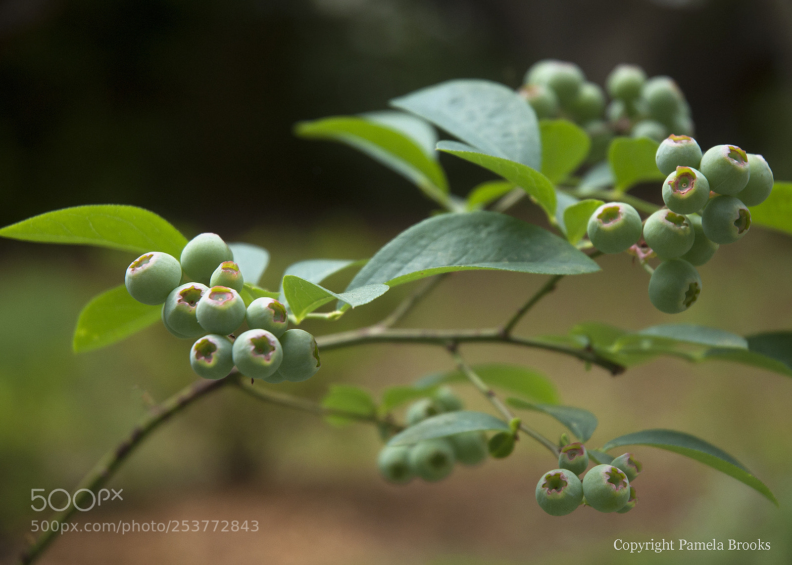 Nikon D90 sample photo. Lots of berries photography