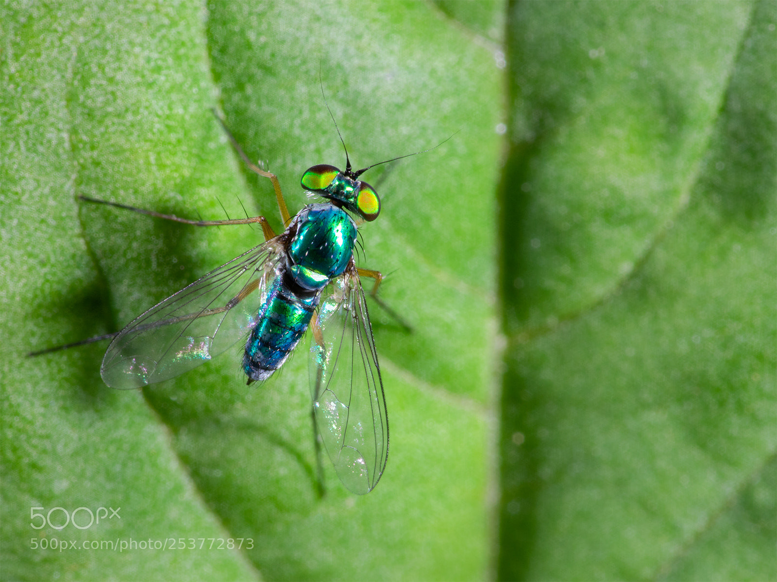 Olympus OM-D E-M1 sample photo. Long legged fly photography
